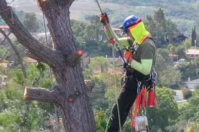 Man roping at top of tree for pruning