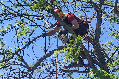 Man in tree doing pruning